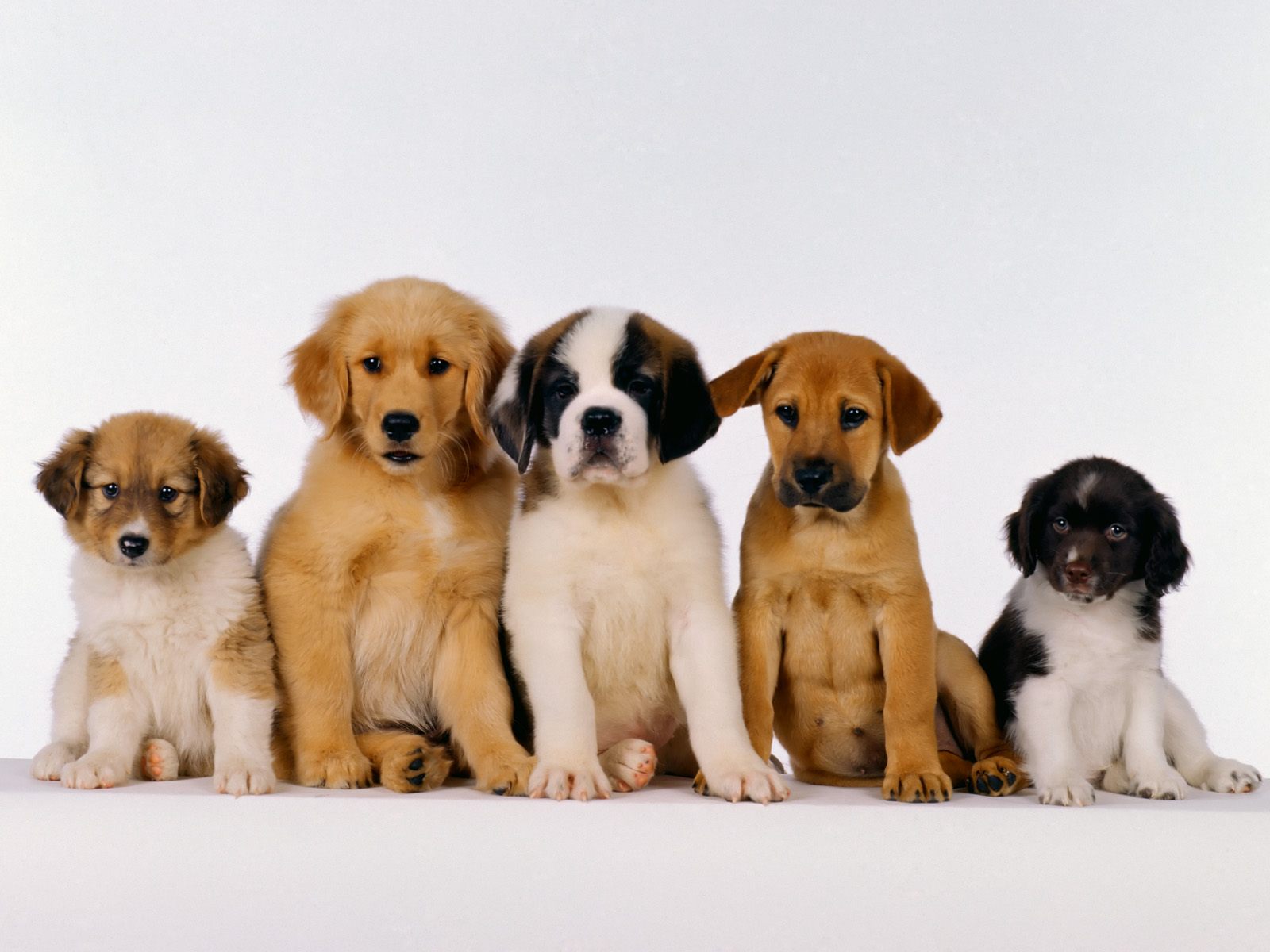 Honden Wallpapers 