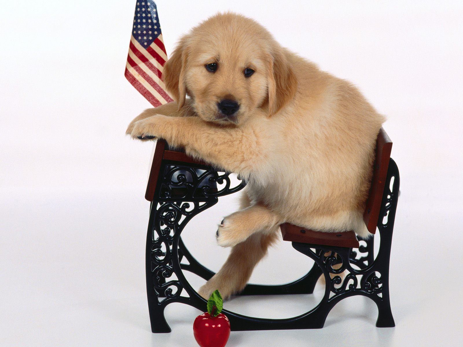 Honden Wallpapers 