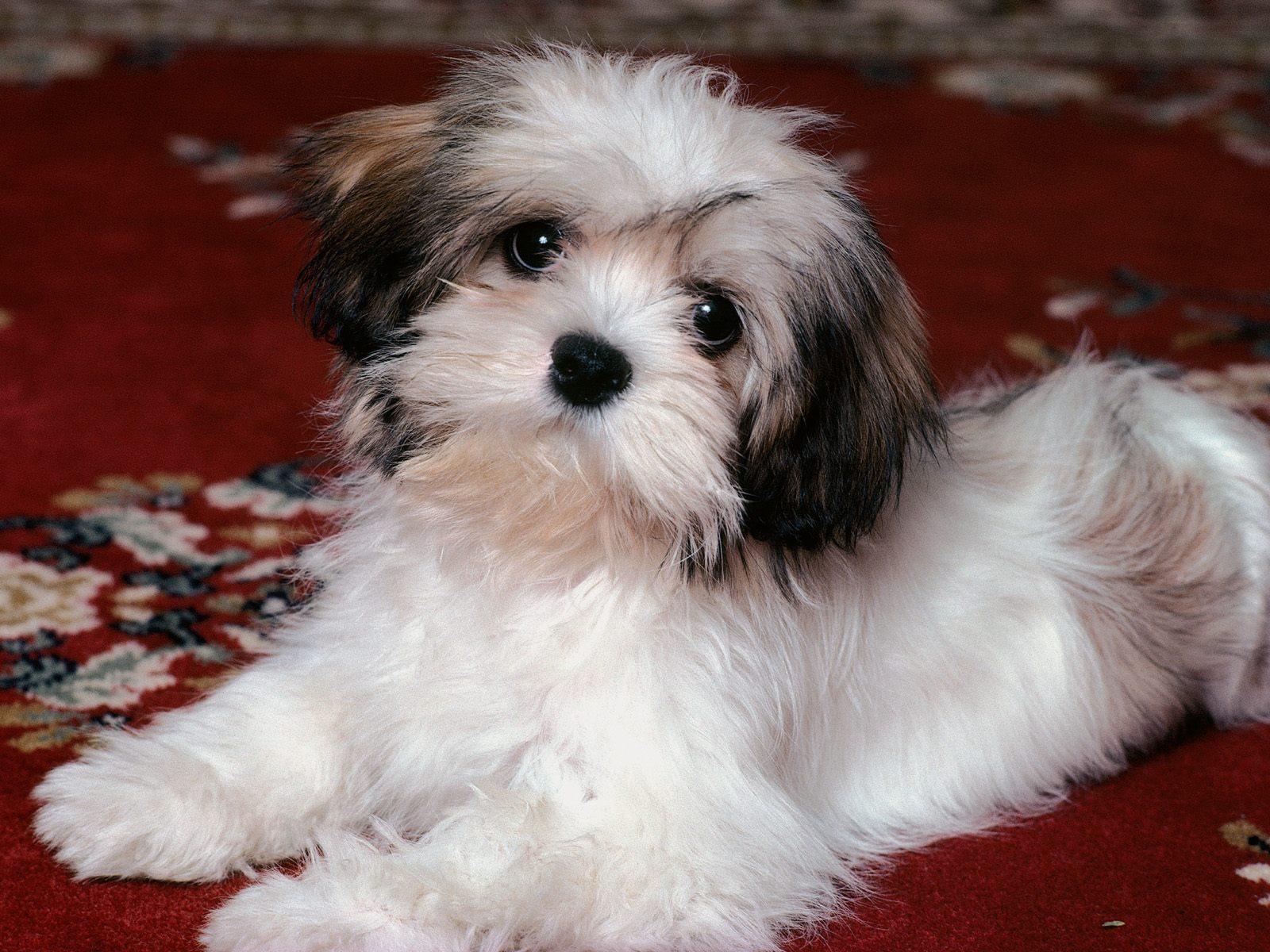 Honden Wallpapers 