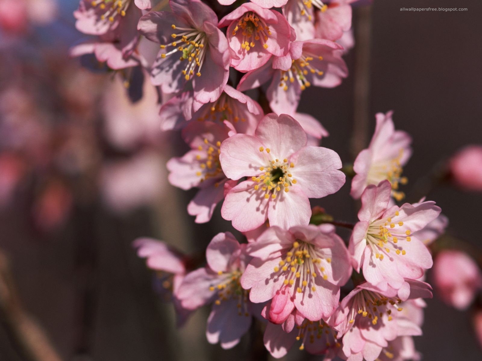 Japan Wallpapers 