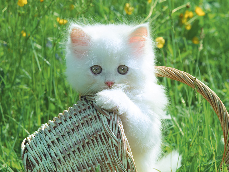 Katten Wallpapers 