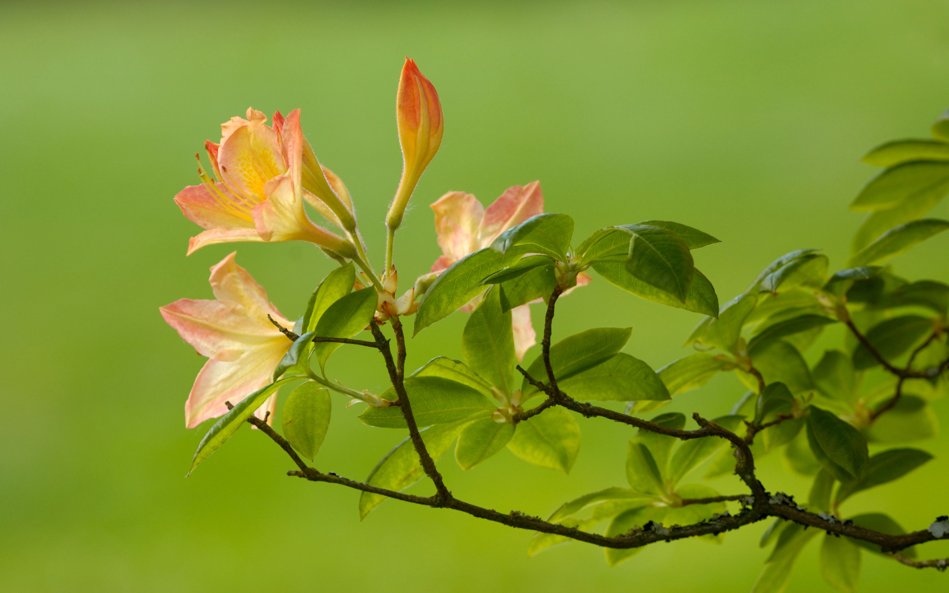 Wallpapers Landschap 