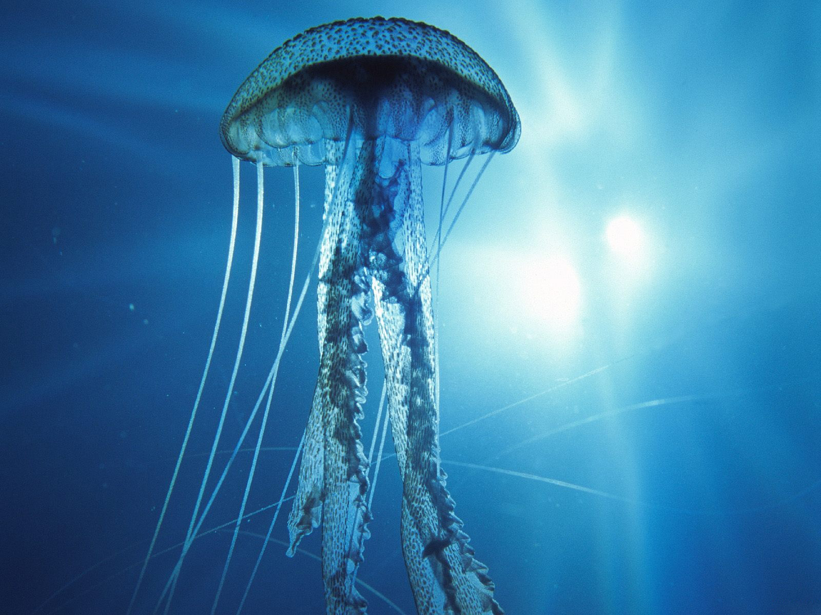 Wallpapers Onder water 