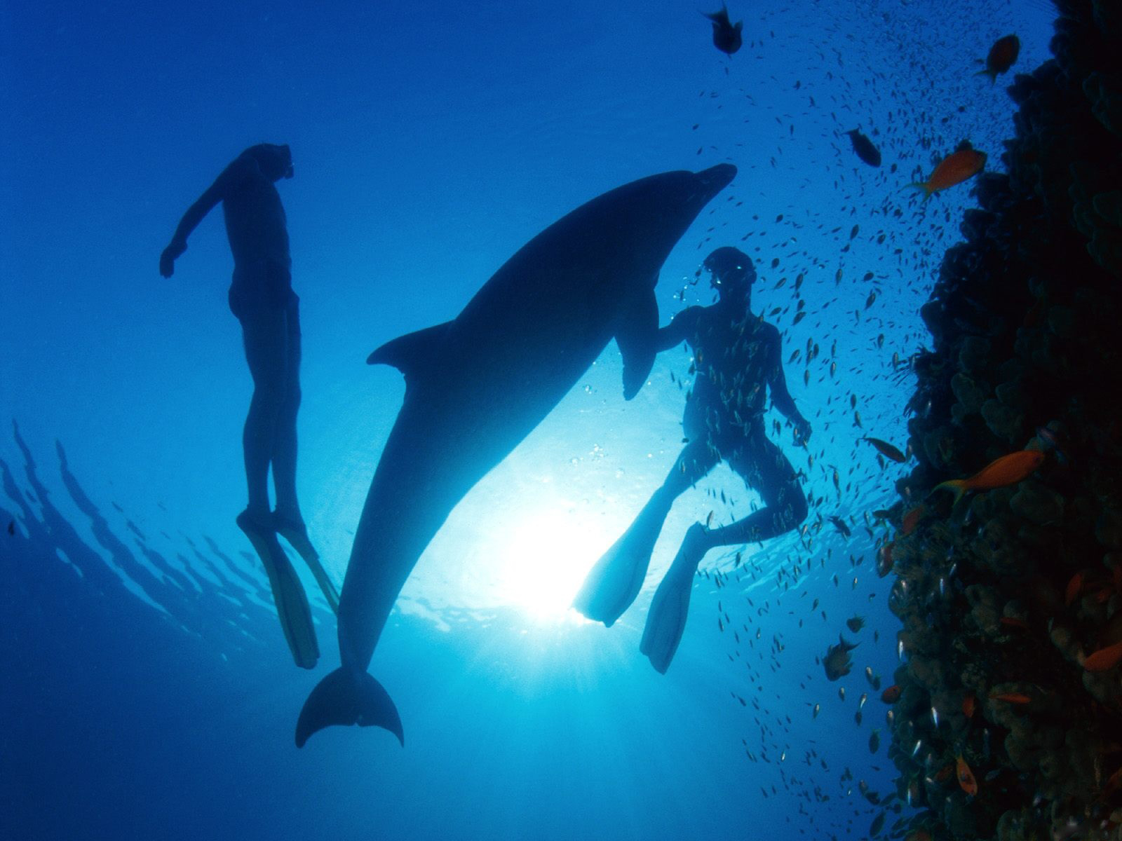 Wallpapers Onder water 