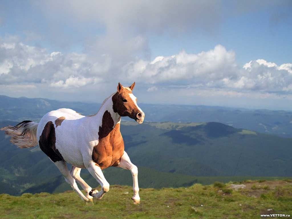 Paarden Wallpapers 