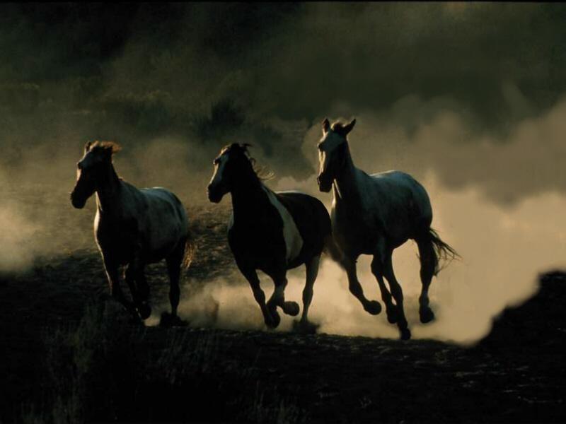 Paarden Wallpapers 