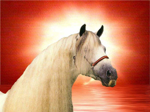 Paarden Wallpapers 