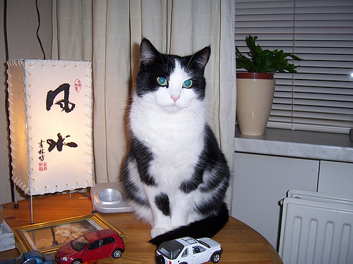 Wallpapers poes 