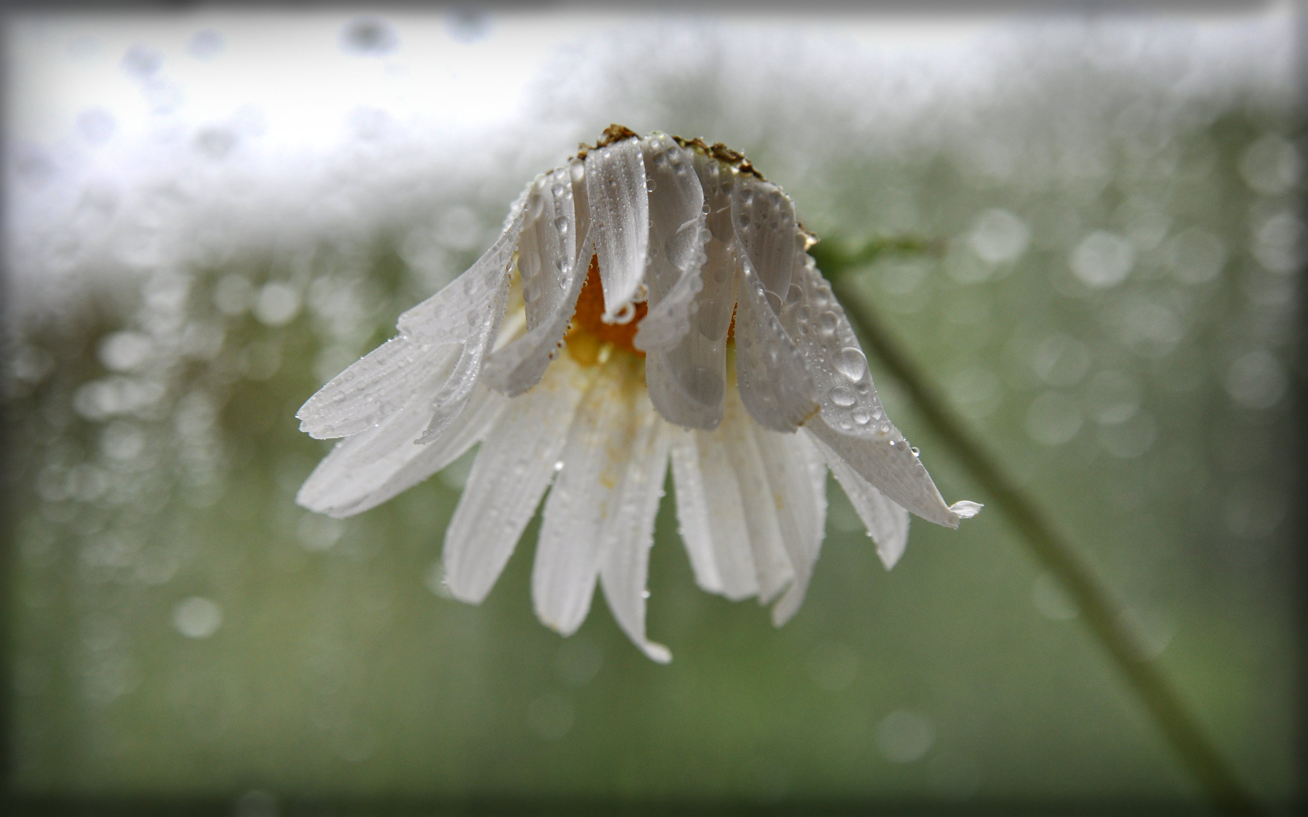 Regen Wallpapers 