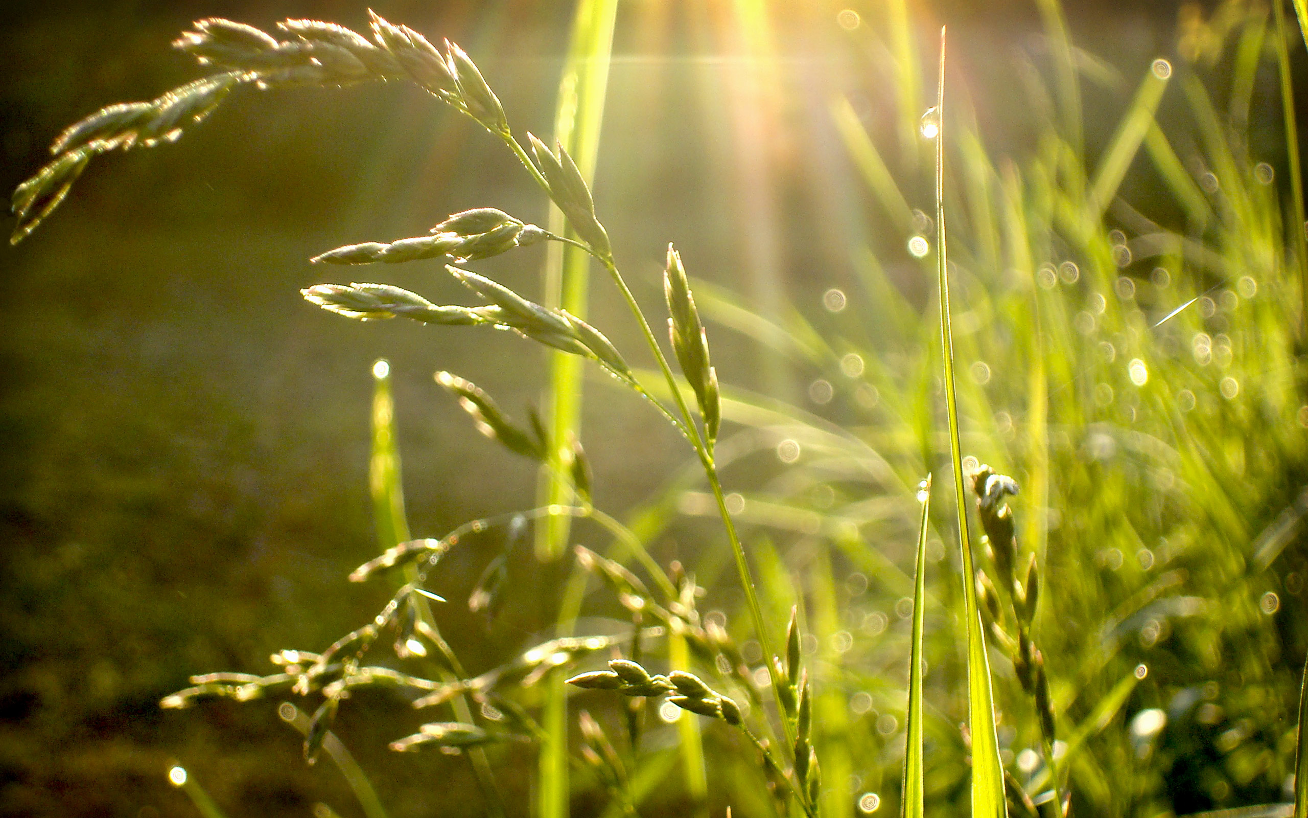 Regen Wallpapers 