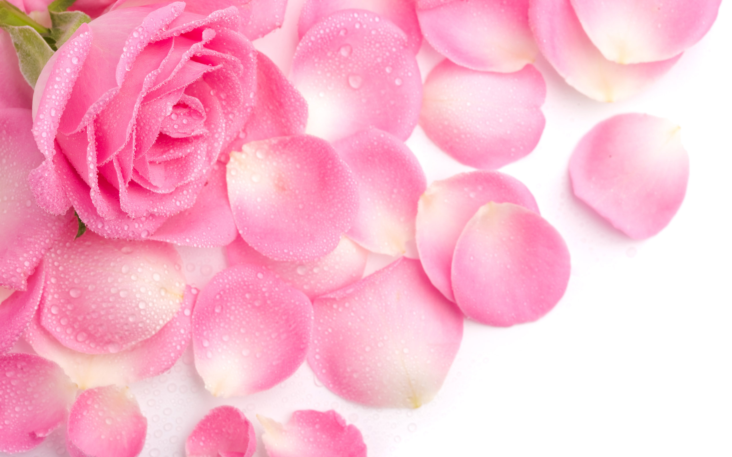 Rozen Wallpapers 