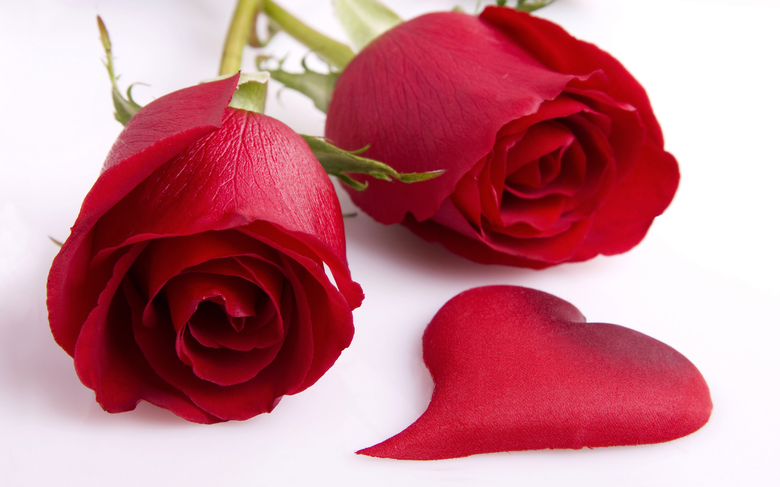 Rozen Wallpapers 