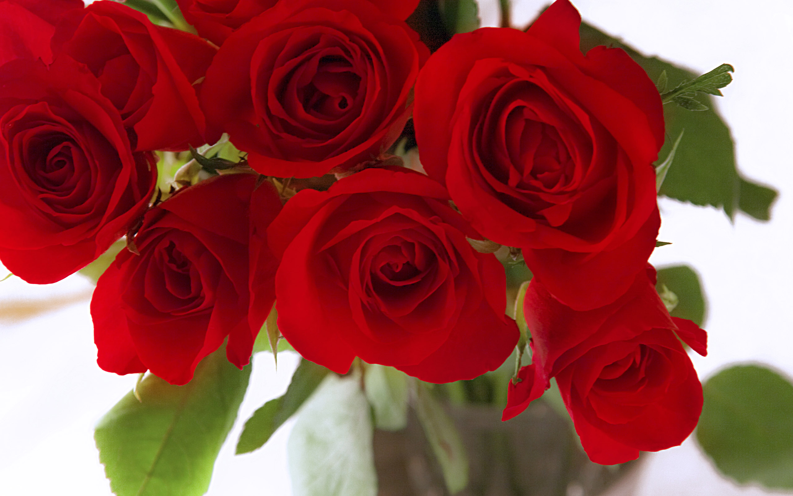 Rozen Wallpapers 