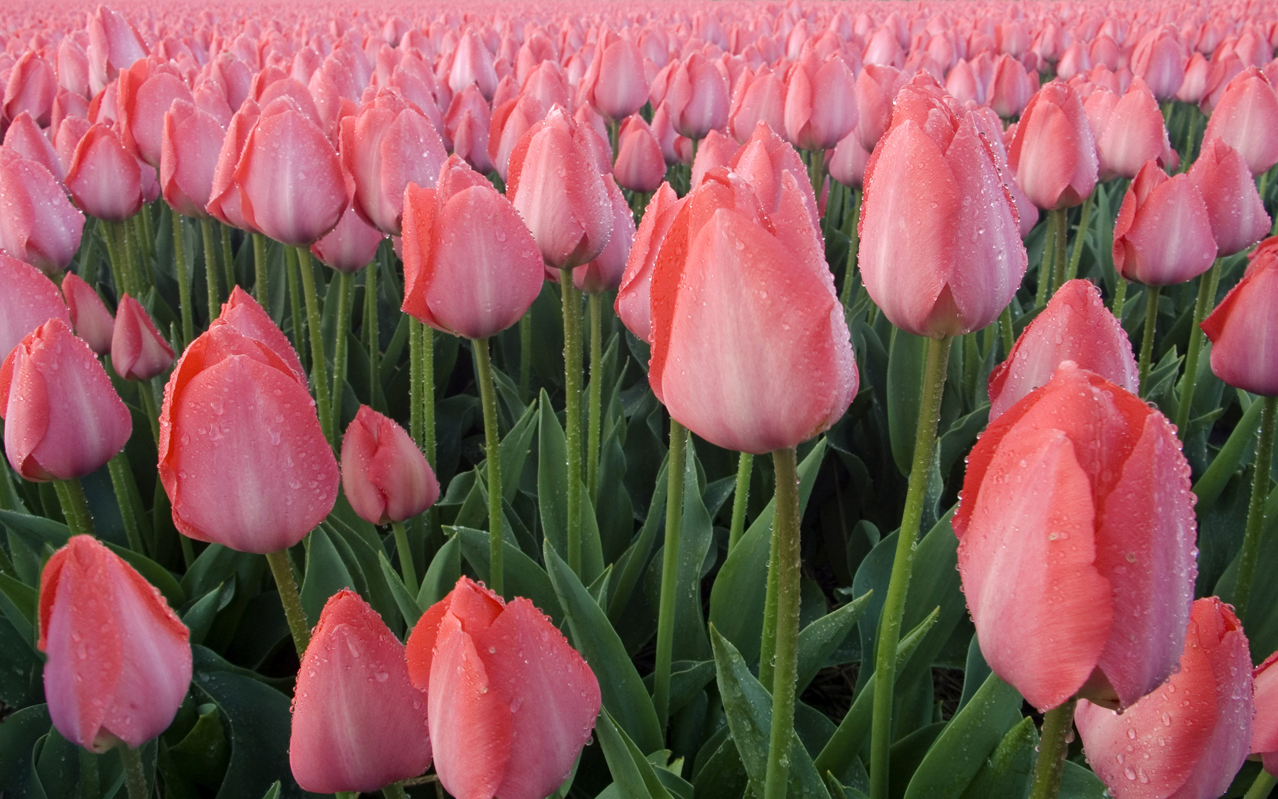 Tulpen Wallpapers » Animaatjes.nl