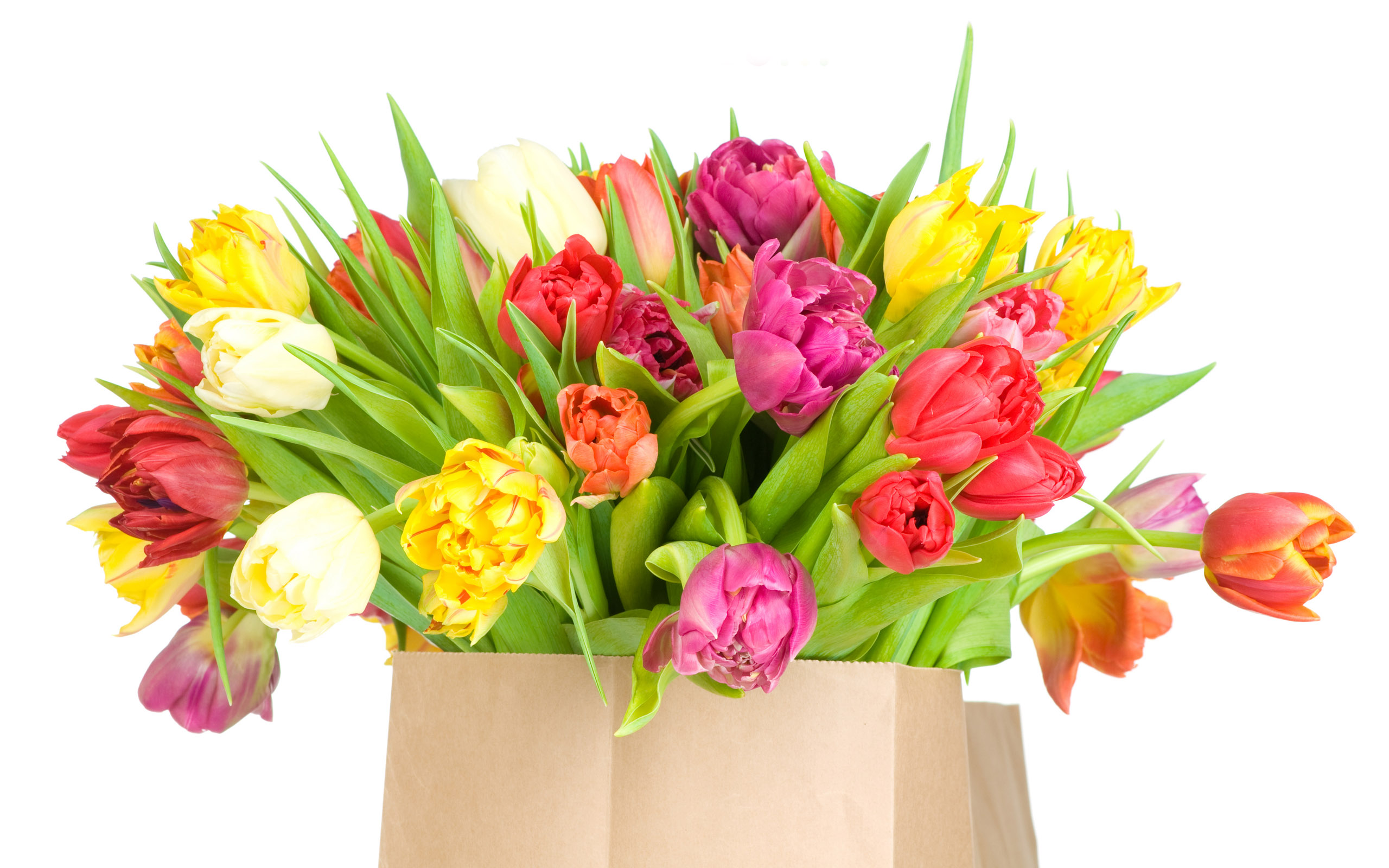 Tulpen Wallpapers 