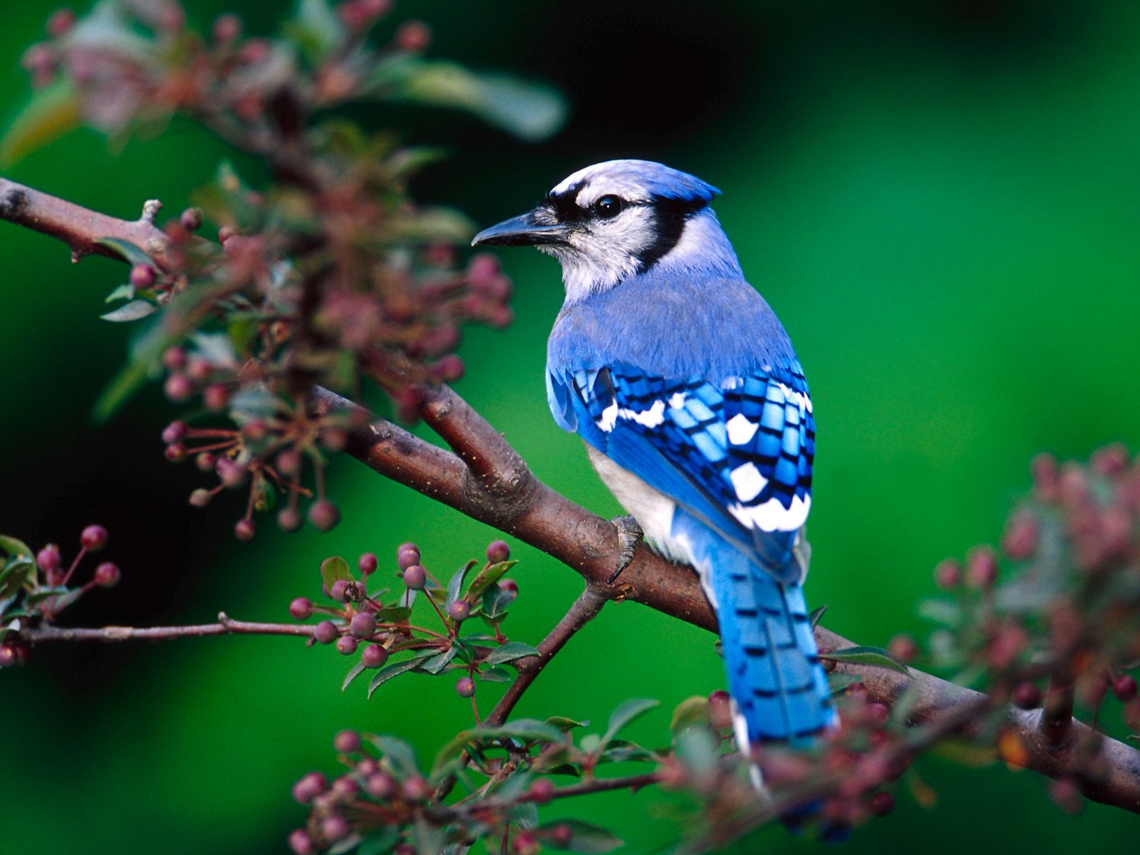 Vogels Wallpapers 