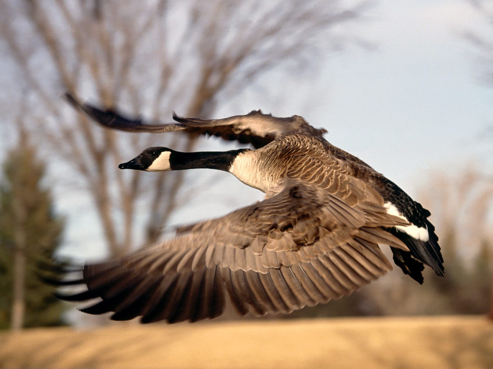 Vogels Wallpapers 