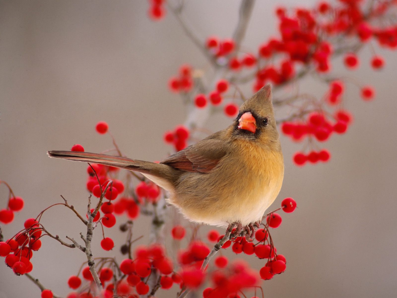 Vogels Wallpapers 