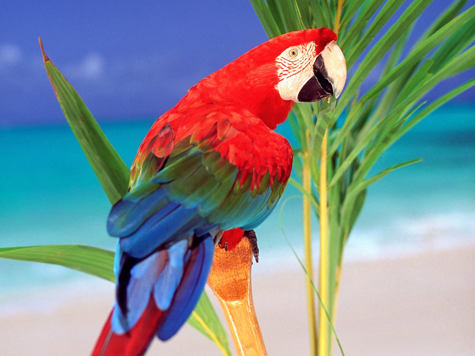 Vogels Wallpapers 