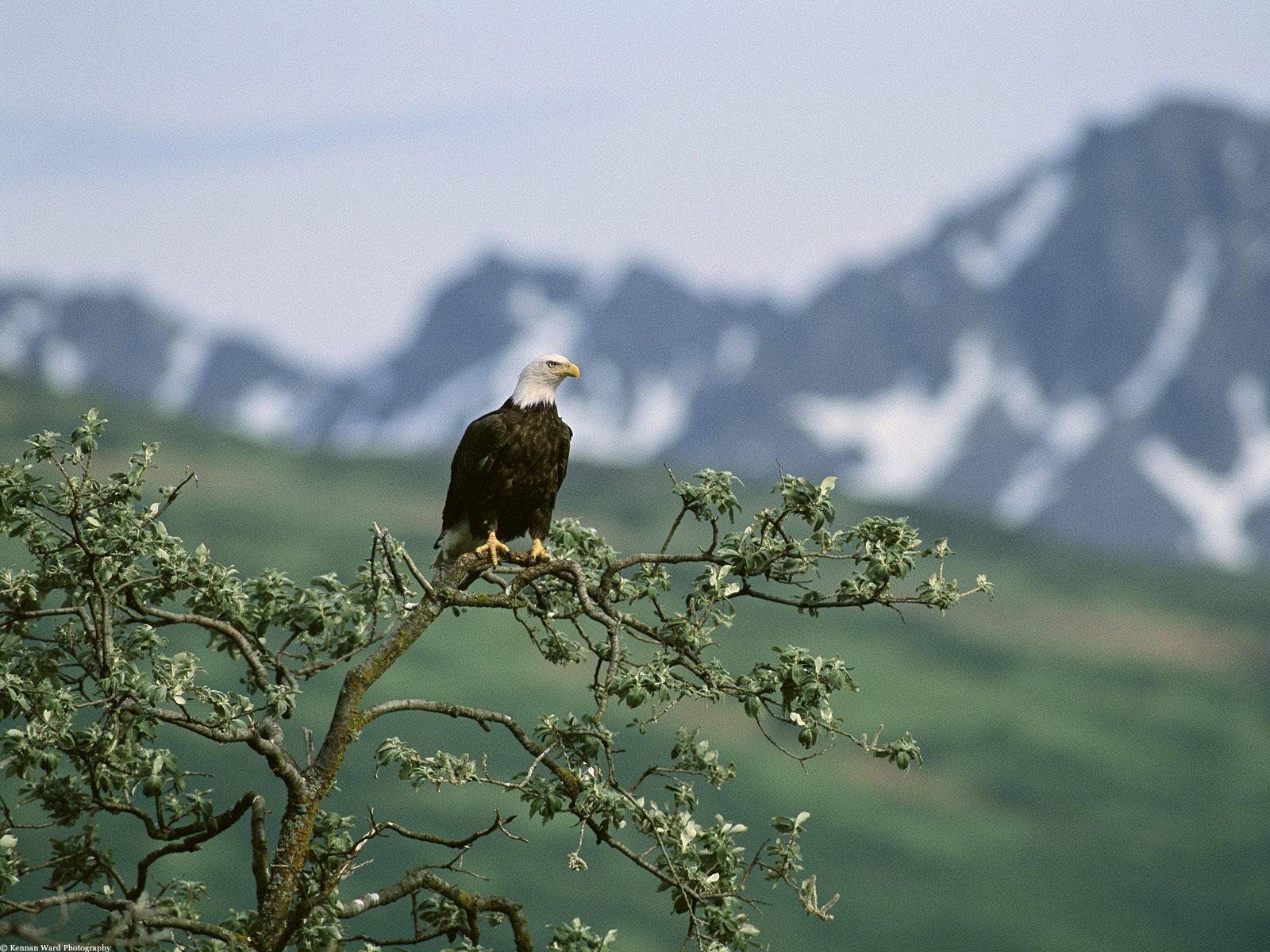 Vogels Wallpapers 