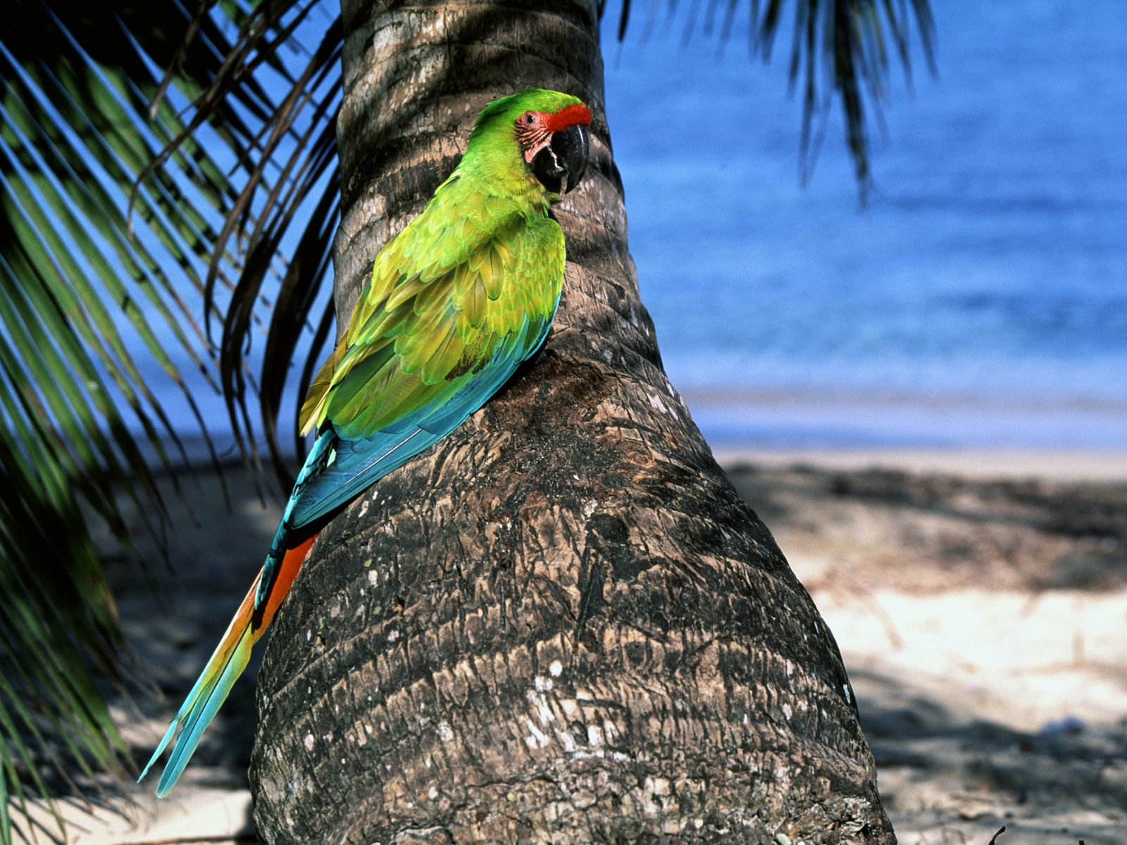 Vogels Wallpapers 