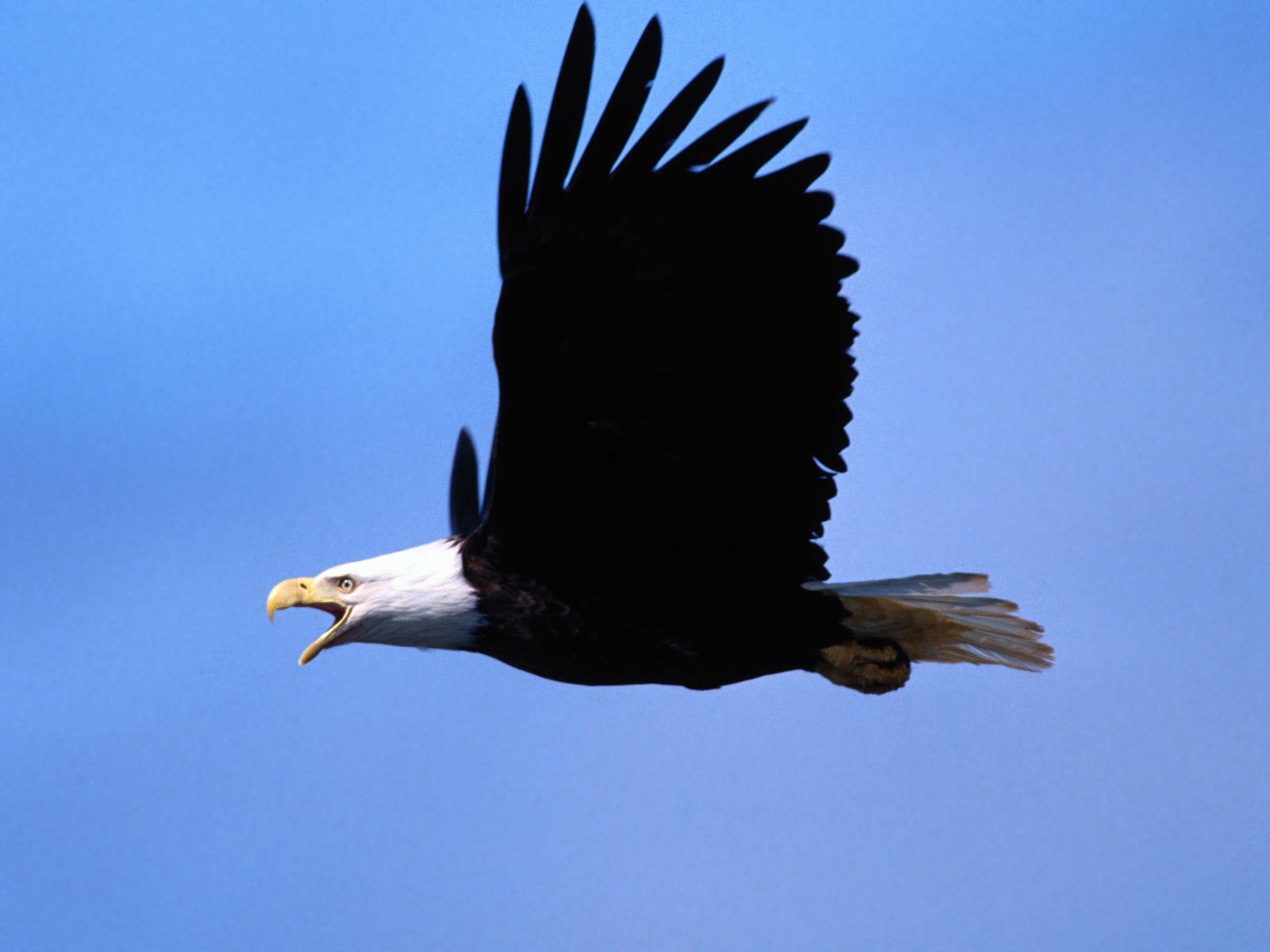 Vogels Wallpapers 
