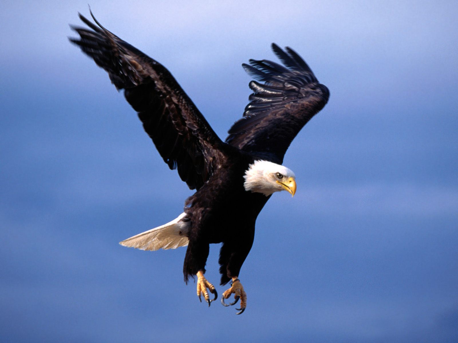 Vogels Wallpapers 