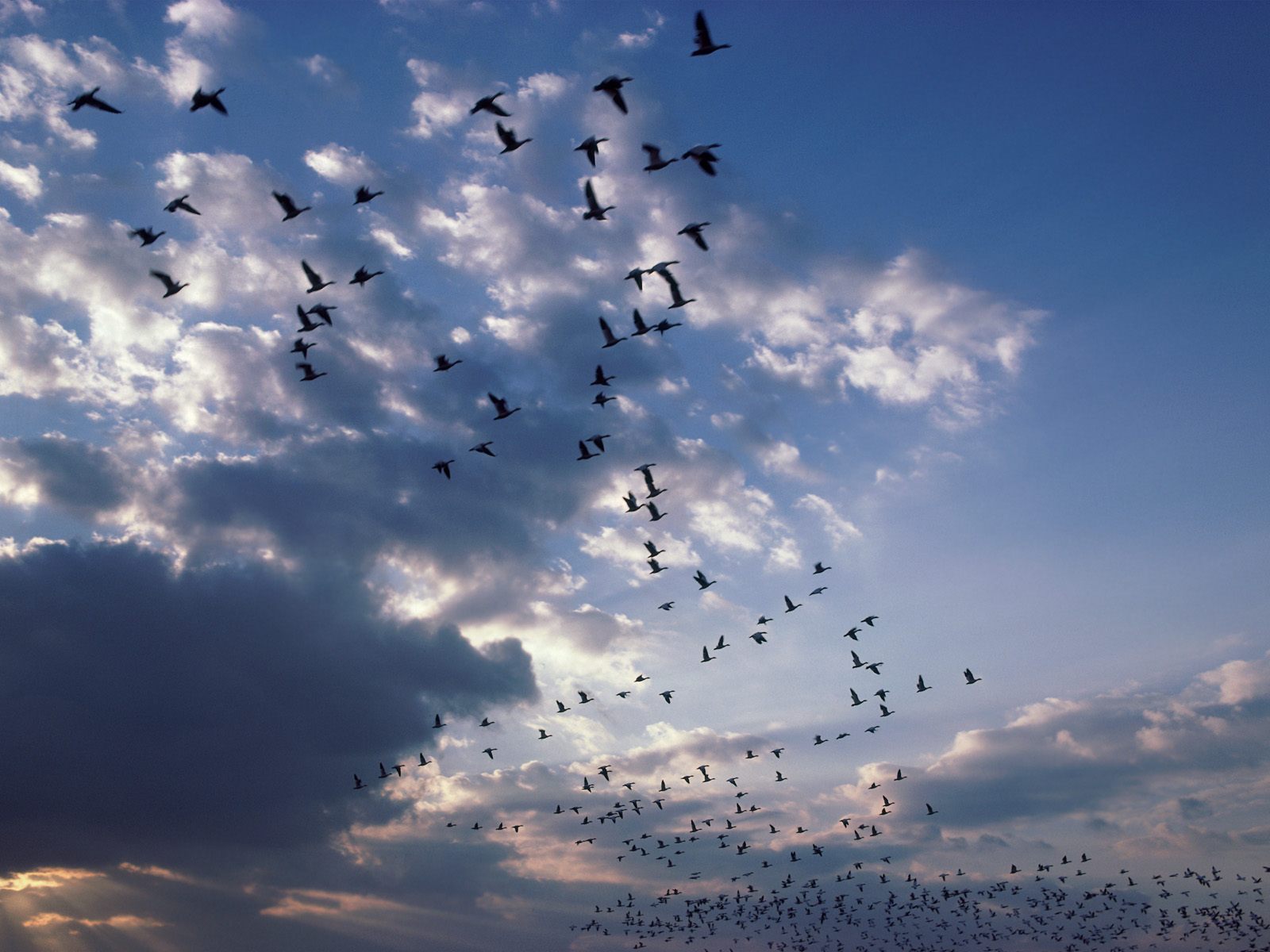 Vogels Wallpapers 