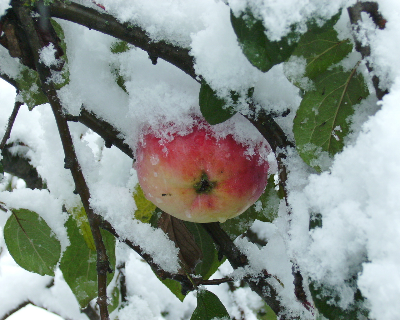 winter Wallpapers 