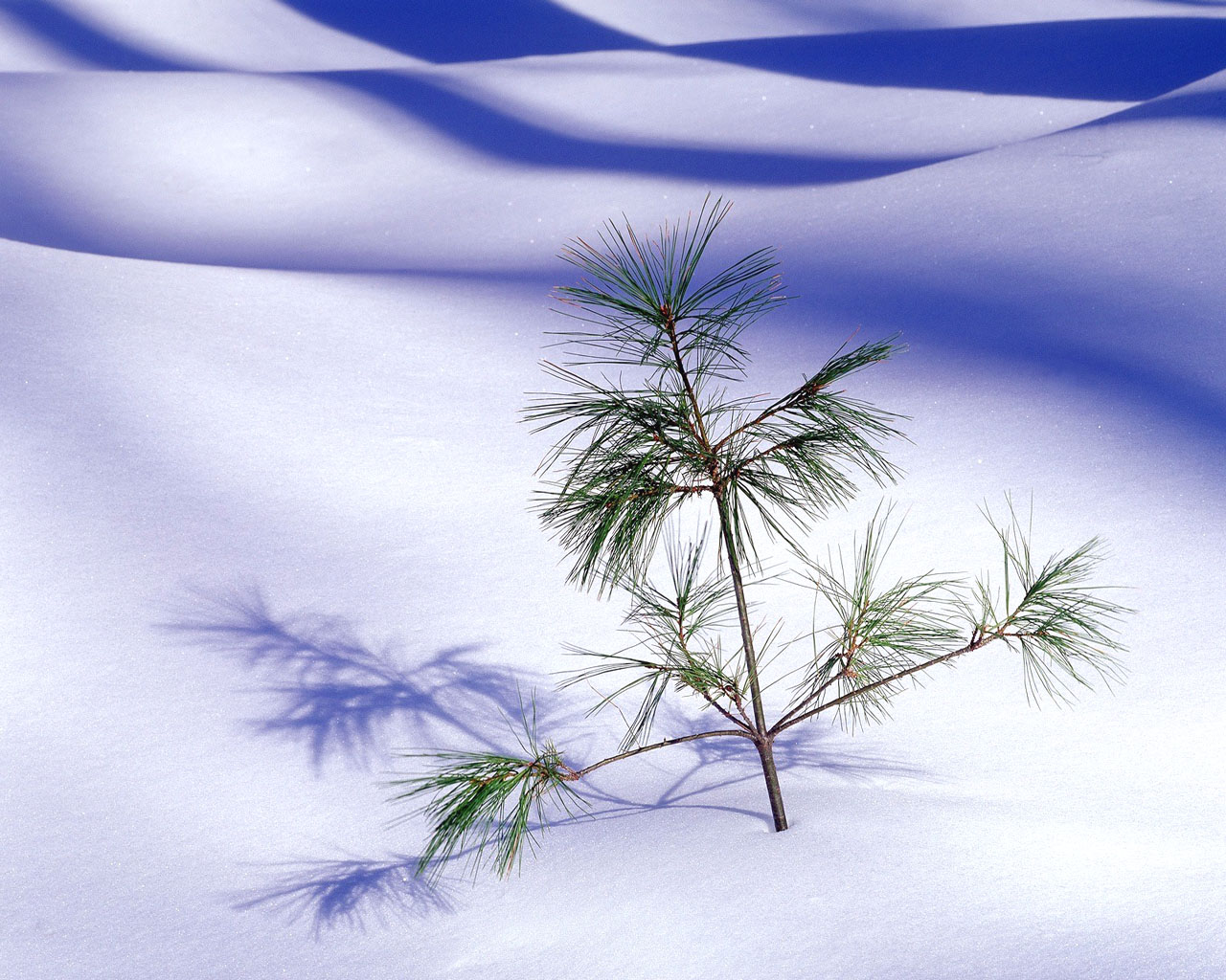 winter Wallpapers 