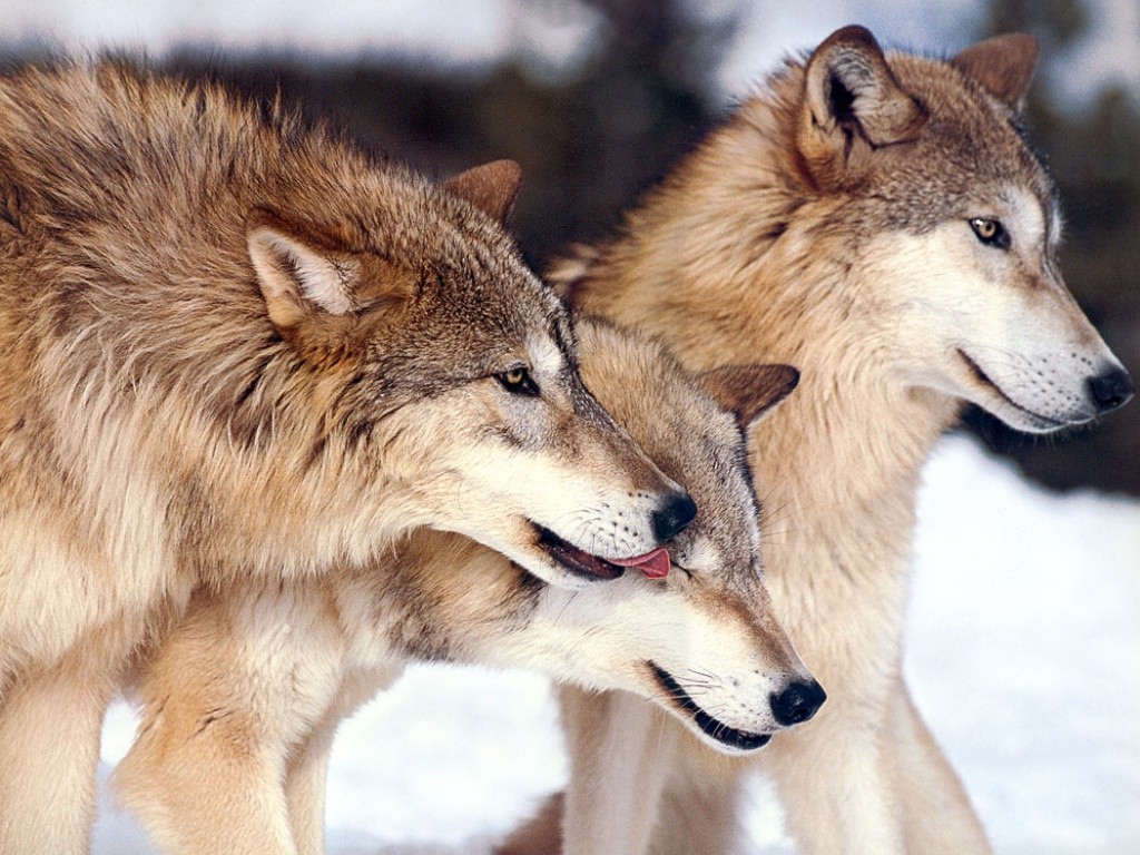 Wolven Wallpapers 