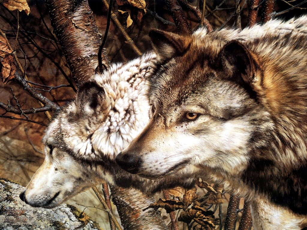 Wolven Wallpapers 