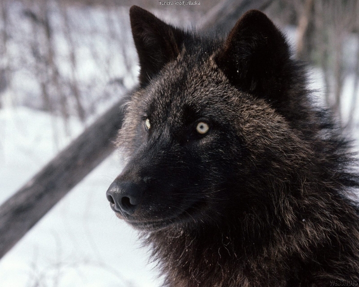 Wolven Wallpapers 
