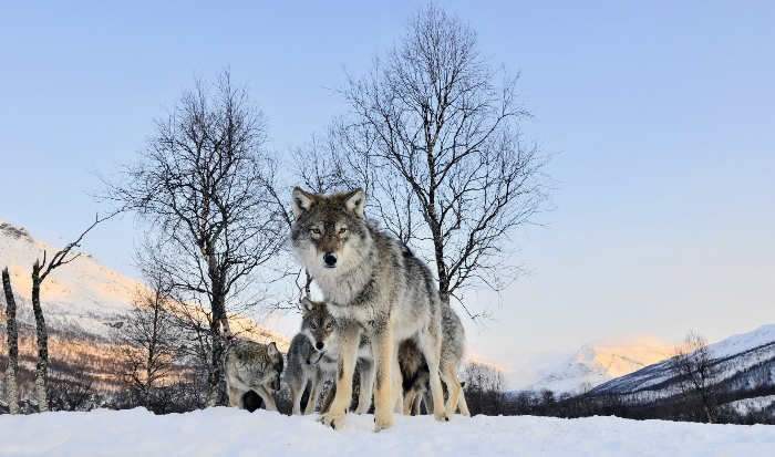 Wolven Wallpapers 