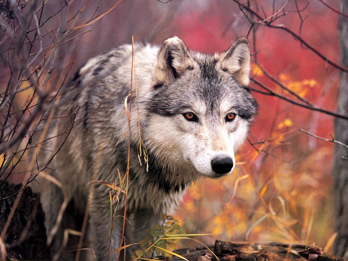 Wolven Wallpapers 