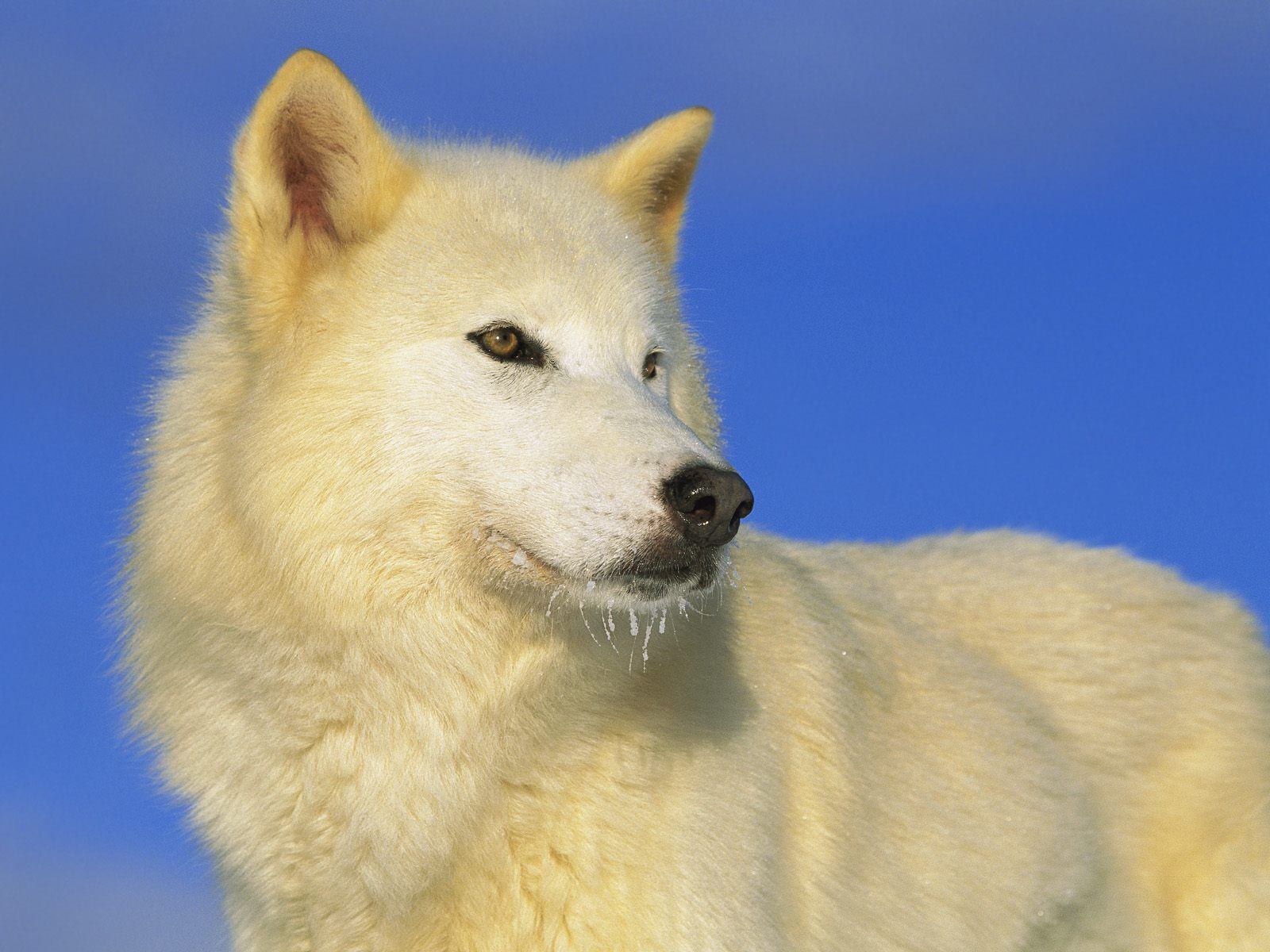 Wolven Wallpapers 