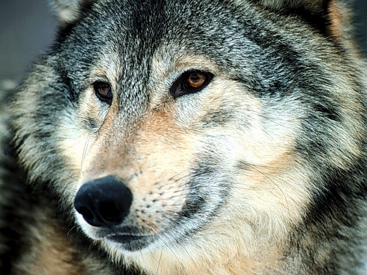 Wolven Wallpapers 