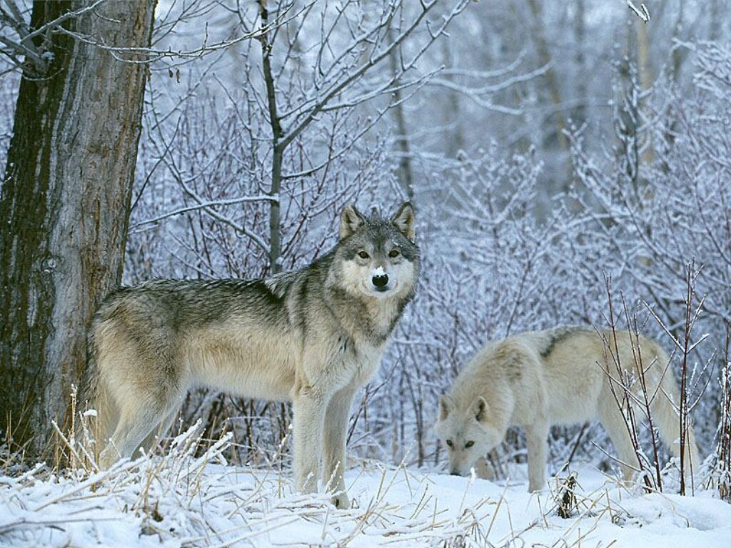 Wolven Wallpapers 