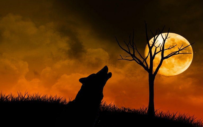 Wolven Wallpapers 