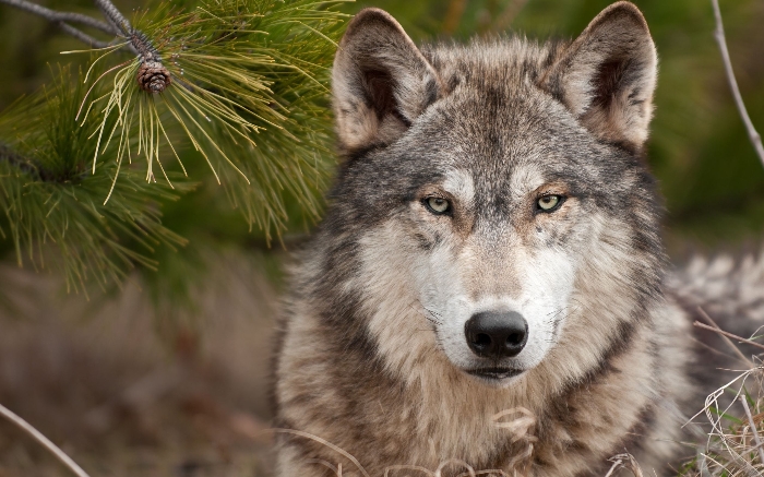Wolven Wallpapers 
