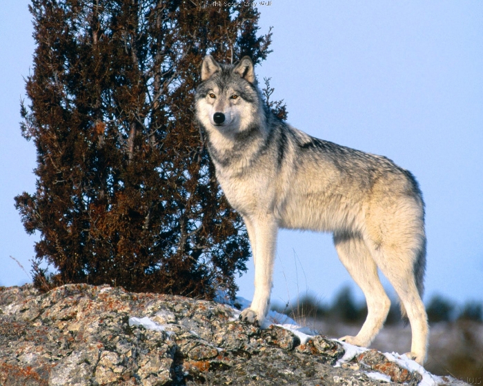 Wolven Wallpapers 