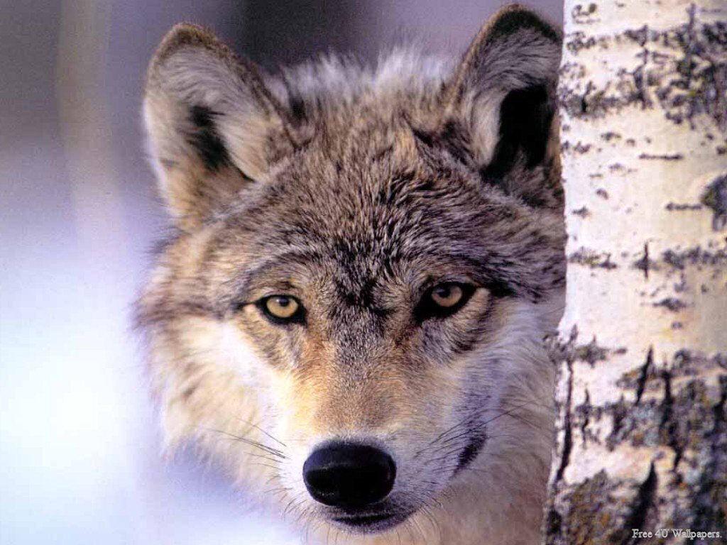 Wolven Wallpapers 